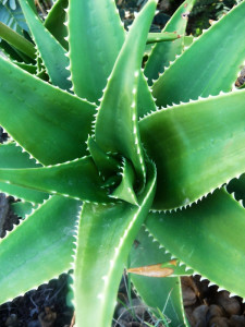 health benefits of aloe vera