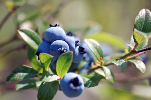 medicinal properties of bilberry