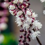 Benefits and side effects of Black cohosh