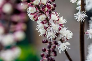 Benefits and side effects of Black cohosh