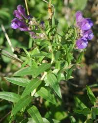 Herbs for Allergies