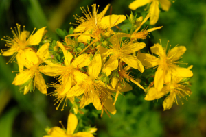 st johns wort