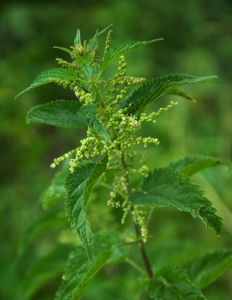 healing weeds