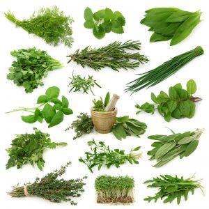 Antiseptic Herbs
