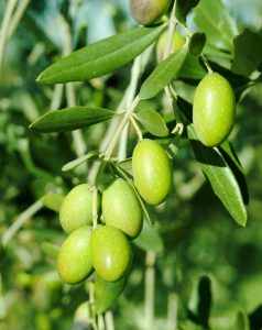 olive leaf extract