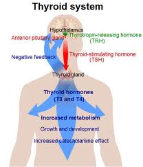 Symptoms of Hypothyroid Conditions