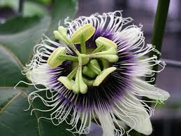 passionfruit flower