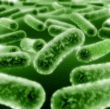 gut microbes, diabetes