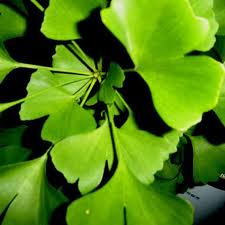 gingko biloba,diet for diabetes