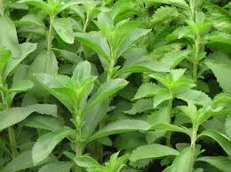 stevia,diet for diabetes