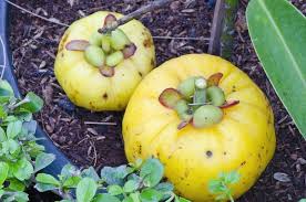 Garcinia cambogia Fruit, The Best Appetite Suppressor, appetite suppressant